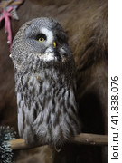 Gray owl. Стоковое фото, фотограф Анна Кривицкая / Фотобанк Лори