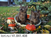 Котята в корзинке. Стоковое фото, фотограф Лариса Вишневская / Фотобанк Лори