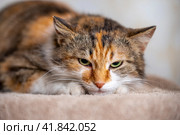 tricolor mottled angry cat has clung to the carpet and looks terrifyingly. Стоковое фото, фотограф Артем Курутин / Фотобанк Лори