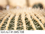 Group of green ferocactus plants is on a beautiful blurred orange background in summer. Стоковое фото, фотограф Татьяна Куклина / Фотобанк Лори