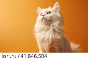 A small fluffy and cute kitten is sitting and looking up at a peach background. Copy space. Стоковое AI-изображение, AI-художник Ярославский Максим / Фотобанк Лори