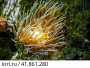 Horse anemone (Actinia equina) on a sea reef. Стоковое фото, фотограф Евгений Ткачёв / Фотобанк Лори