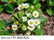 Blooming strawberry bushes in the garden on a summer sunny day. Стоковое фото, фотограф Коханова Наталья / Фотобанк Лори