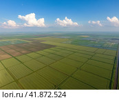 The rice fields are flooded with water. Flooded rice paddies. Agronomic methods of growing rice in the fields. Стоковое фото, фотограф Леонид Еремейчук / Фотобанк Лори