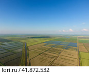 The rice fields are flooded with water. Flooded rice paddies. Agronomic methods of growing rice in the fields. Стоковое фото, фотограф Леонид Еремейчук / Фотобанк Лори
