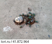 Green meat flies on chicken excrement. Стоковое фото, фотограф Леонид Еремейчук / Фотобанк Лори
