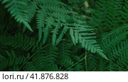 Dark Green Ferns Wallpaper. Wild forest Tropical Leaves Full Frame. Plant Texture. Perfect Natural Young Fern Pattern Background. Moody Feel. Top view. Copy space. Mock Up for Bio, Eco Products Ad. Стоковое видео, видеограф Марина Демидюк / Фотобанк Лори