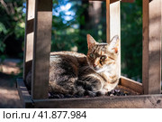 Cat lies in bird feeder or squirrel feeder and basks in the sun. Стоковое фото, фотограф Константин Григорьев / Фотобанк Лори