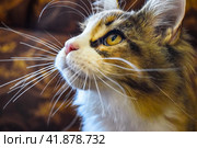 Giant maine coon cat. Mainecoon cat, Breeding of purebred cats at home. Стоковое фото, фотограф Леонид Еремейчук / Фотобанк Лори