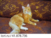 Giant maine coon cat. Mainecoon cat, Breeding of purebred cats at home. Стоковое фото, фотограф Леонид Еремейчук / Фотобанк Лори