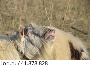 goat lifts his lip and sniffs pheromones. goat sexual behavior during mating. Стоковое фото, фотограф Леонид Еремейчук / Фотобанк Лори