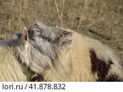 goat lifts his lip and sniffs pheromones. goat sexual behavior during mating. Стоковое фото, фотограф Леонид Еремейчук / Фотобанк Лори