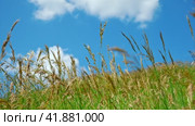 Green field against the blue sky. Horizon View from small hills. Looking up. Perfect Summer minimalist Nature background. idyllic rural landscape. Meadow and deep blue cloudy skies. Copyspace. Стоковое видео, видеограф Марина Демидюк / Фотобанк Лори