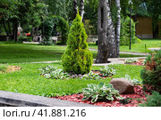 White Cedar Tree Thuja in a small garden. Two Arborvitae Emerald as an accent in the garden design. Sunny summer day. Стоковое фото, фотограф Вербицкая Светлана / Фотобанк Лори