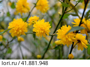Керрия японская махровая (Kerria japonica  DC.). Цветки крупным планом. Стоковое фото, фотограф Ирина Борсученко / Фотобанк Лори
