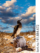 Blue-footed Booby (Sula nebouxii) endemic to Galapagos islands. Стоковое фото, фотограф Aleksandr Golubev / Фотобанк Лори