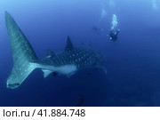 Whale shark (Rhincodon typus) mammal swimming in tropical underwaters rear view. Shark in underwater wild animal world. Observation of wildlife ocean. Scuba diving adventure in Ecuador coast. Стоковое фото, фотограф Aleksandr Golubev / Фотобанк Лори