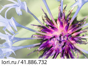 Meadow flowers. Centaurea montana. Mountain cornflower. Spring, summer background. Стоковое фото, фотограф Филатова Ирина / Фотобанк Лори