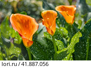 Spring and summer background. Zantedeschia, hybrid, blooms in a summer garden on a sunny day. Стоковое фото, фотограф Филатова Ирина / Фотобанк Лори