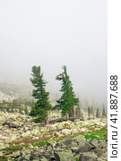 Century-old cedars on a sunny rocky glade in a misty haze. Impressive Siberian nature of the Western Sayans. Стоковое фото, фотограф Саблин Станислав / Фотобанк Лори
