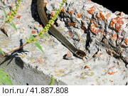 Not a poisonous snake. Стоковое фото, фотограф Артем Лукин / Фотобанк Лори