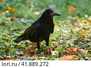 Carrion crow (Corvus corone) black bird perched on branch and looking at camera. Стоковое фото, фотограф Владимир Глинский / Фотобанк Лори