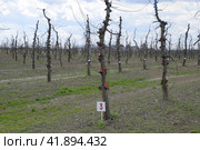 Apple trees in the garden, pruning apple trees. Стоковое фото, фотограф Леонид Еремейчук / Фотобанк Лори