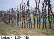 Apple trees in the garden, pruning apple trees. Стоковое фото, фотограф Леонид Еремейчук / Фотобанк Лори