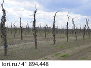 Apple trees in the garden, pruning apple trees. Стоковое фото, фотограф Леонид Еремейчук / Фотобанк Лори