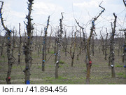 Apple trees in the garden, pruning apple trees. Стоковое фото, фотограф Леонид Еремейчук / Фотобанк Лори