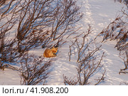 Red fox (Vulpes vulpes). The fox lies on the snow near the bushes. Wild animal in its natural habitat in the Arctic. Wildlife of Chukotka and Siberia. Far North of Russia. Стоковое фото, фотограф Андрей Степанов / Фотобанк Лори