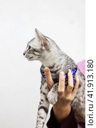 Kitten Egyptian mau portrait closeup at home. Стоковое фото, фотограф Аксенова Вера / Фотобанк Лори