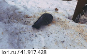 Grey urban pigeons peck at bread and seeds in the feeder in winter. Стоковое видео, видеограф Ярославский Максим / Фотобанк Лори