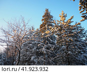 Pine forest in winter during the day in severe frost, Karelia. Snow on the coniferous branches. Frosty sunny weather anticyclone. Scots pine Pinus sylvestris is a plant pine Pinus of Pine Pinaceae. Стоковое фото, фотограф Юлия Петровская / Фотобанк Лори