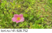 Pink blossom shrubby foot. Pink small flowers on a background of grass. Place for text. Стоковое видео, видеограф Ирина Старикова / Фотобанк Лори