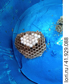 The nest wasps polistov. Vespiary. Стоковое фото, фотограф Леонид Еремейчук / Фотобанк Лори