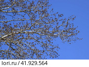 Earrings flowering silver poplar. Flowering poplar. Стоковое фото, фотограф Леонид Еремейчук / Фотобанк Лори
