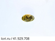 Large gallstone, Gall bladder stone. result of gallstones. Calculus of heterogeneous composition. Стоковое фото, фотограф Леонид Еремейчук / Фотобанк Лори