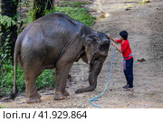 Таиланд. Као-Лак. Погонщик моет слона на ферме. Thailand. Khao-Lak. A mahout washes an elephant on a farm. (2023 год). Редакционное фото, фотограф Алексей Смышляев / Фотобанк Лори