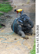 Таиланд. Као-Лак. Погонщик моет слона на ферме. Thailand. Khao-Lak. A mahout washes an elephant on a farm. (2023 год). Редакционное фото, фотограф Алексей Смышляев / Фотобанк Лори