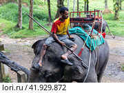 Таиланд. Као-Лак. Погонщик сидит на склоне. Thailand. Kao-Lak. AThe mahout is sitting on an elephant. (2023 год). Редакционное фото, фотограф Алексей Смышляев / Фотобанк Лори