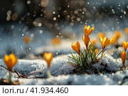 Yellow crocuses in the snow,Generative AI. Стоковое AI-изображение, AI-художник Анна Кривицкая / Фотобанк Лори