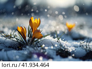 Yellow crocuses in the snow,Generative AI. Стоковое AI-изображение, AI-художник Анна Кривицкая / Фотобанк Лори