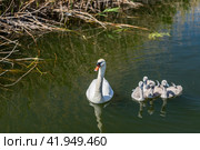Лебедь и лебедята. Стоковое фото, фотограф Константин Чижов / Фотобанк Лори