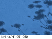 Shadow of grass on blue concrete wall texture background. Стоковая иллюстрация, иллюстратор Александра Конопля / Фотобанк Лори