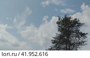 Tall pine trees against a background of blue sky and clouds. To the right are two tall pines, whose branches sway in the wind. White clouds quickly run across the light blue sky, changing shape and size as they go. Стоковое видео, видеограф Andrew_Swarga / Фотобанк Лори