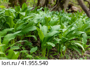 Wild garlic (Allium ursinum) green leaves in the beech forest. The plant is also known as ramsons, buckrams, broad-leaved garlic, wood garlic, bear leek or bear's garlic. Стоковое фото, фотограф Ирина Михайличенко / Фотобанк Лори