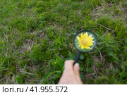 Young yellow Sanvitalia procumbens flower under the magnifying glass used for enlarging. environment day concept. Стоковое фото, фотограф Ирина Михайличенко / Фотобанк Лори