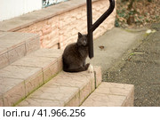 The gray cat clung wistfully to the pipe. Стоковое фото, фотограф Светлана Зотова / Фотобанк Лори
