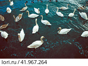 Крым, Евпатория, курорт, море, лебеди, утки (2024 год). Стоковое фото, фотограф Андрей Макаренко / Фотобанк Лори